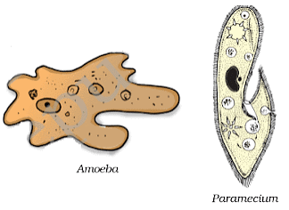 Microorganisms - Friend & Foe Summary Class 8 NCERT Summary