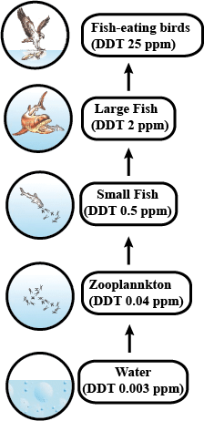 Biomagnification