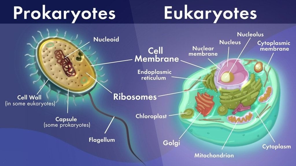 Cell: Structure and Functions Class 8 Notes Science