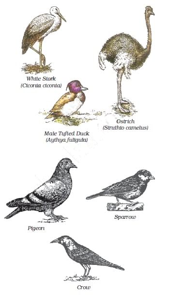 Diversity in Living Organisms Summary Class 9 Science