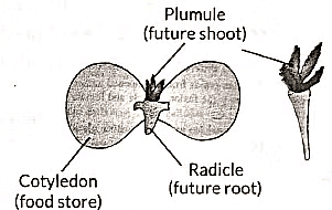 Class 10 Science Chapter 7 Previous Year Questions - How do Organisms Reproduce?