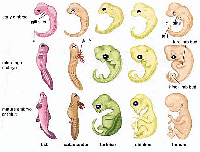 Class 10 Science Chapter 8 Previous Year Questions - Heredity and Evolution
