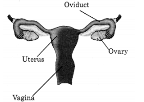 The female reproductive organs