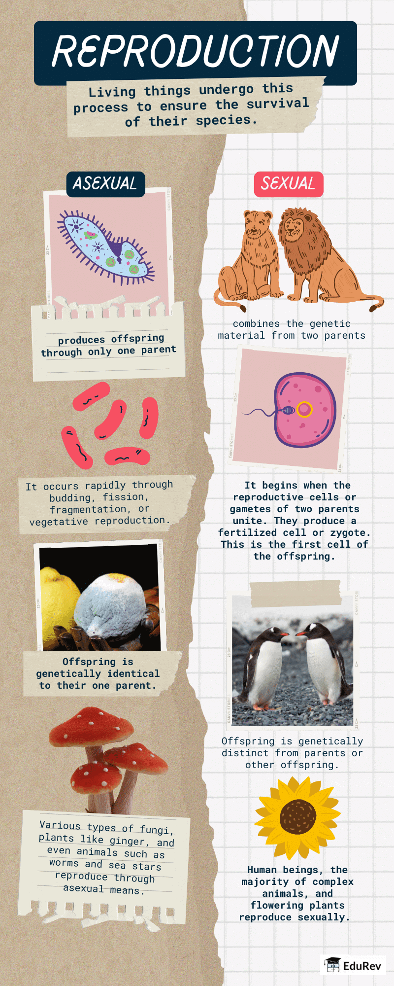 Infographics: Reproduction | Science Class 10