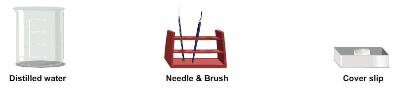 Procedure - To Prepare Stained Temporary Mount of Onion Peel, Biology, Science, Class 9 | Science Class 9
