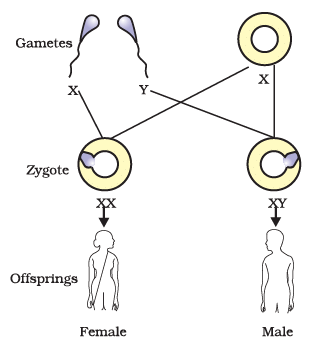 Diagram Based Questions: Heredity | Science Class 10