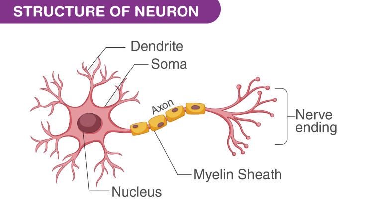 NCERT Exemplar: Control & Coordination | Science Class 10