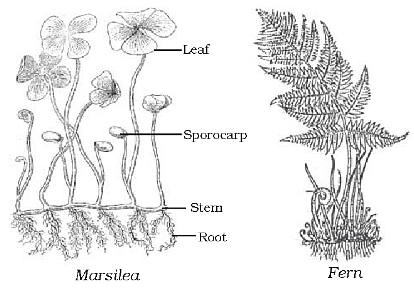 Diversity in Living Organisms Summary Class 9 Science
