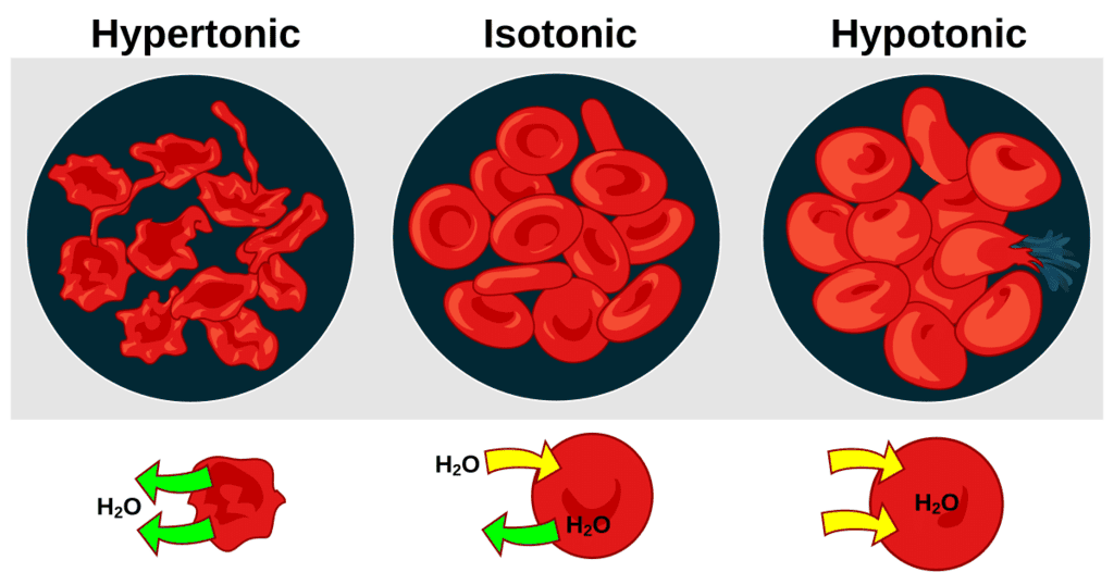 Mnemonics: The Fundamental Unit of Life | Science Class 9