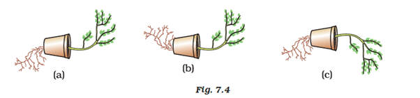 NCERT Exemplar: Control & Coordination | Science Class 10