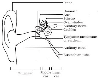 Sound Summary Class 9 Science Chapter 11