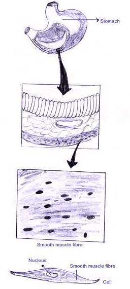 Important Tables and Diagrams: Tissues - Class 9