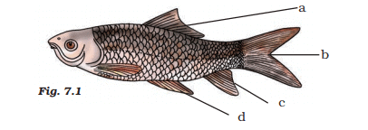 NCERT Exemplar: Diversity in Living Organisms - Class 9