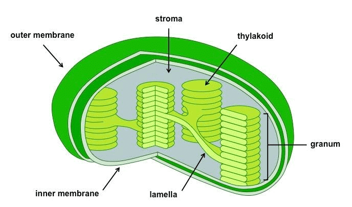 NCERT Solutions for Class 8 Science - Cell Structure and Functions