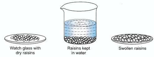 Lab Manual: Osmosis in Raisins | Extra Documents & Tests for Class 9