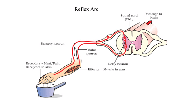 Mnemonics: Control & Coordination | Science Class 10