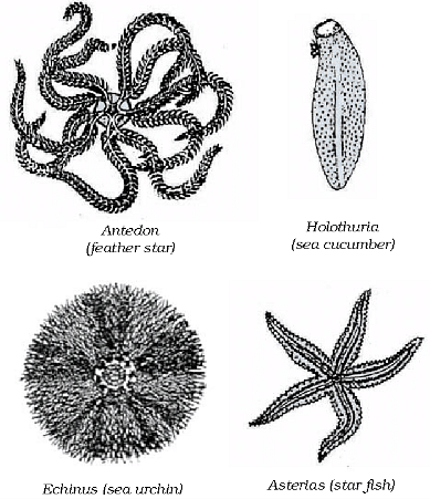 Diversity in Living Organisms Summary Class 9 Science