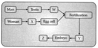 Class 10 Science: CBSE Sample Question Paper (2019-20) - 4 | Science Class 10