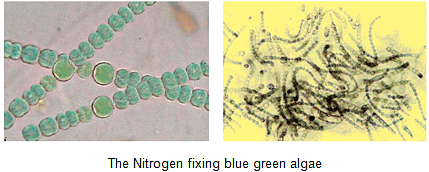 Microorganisms - Friend & Foe Summary Class 8 NCERT Summary