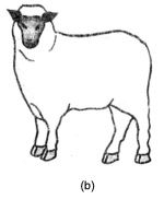 Class 4 Science Chapter 6 Question Answers - Reproduction in Animals