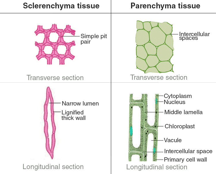 NCERT Exemplar: Tissues | Science Class 9