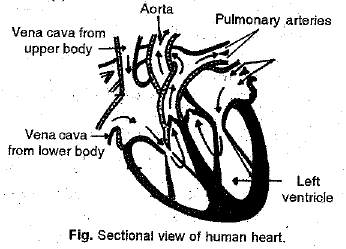 Class 10 Science: CBSE Sample Question Paper (2019-20) - 2 | Science Class 10