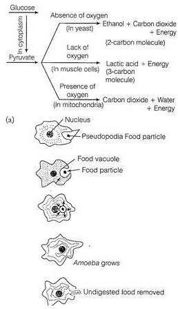Class 10 Science: CBSE Sample Question Paper- Term I (2019-20) - 2 | Science Class 10