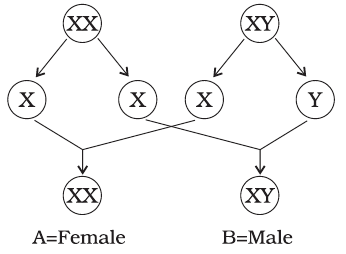 NCERT Exemplar Solutions: Reaching the Age of Adolescence | Science Class 8