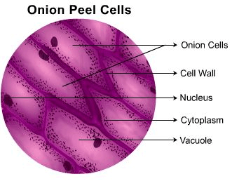 Theory - To Prepare Stained Temporary Mount of Onion Peel, Biology, Science, Class 9 | Science Class 9