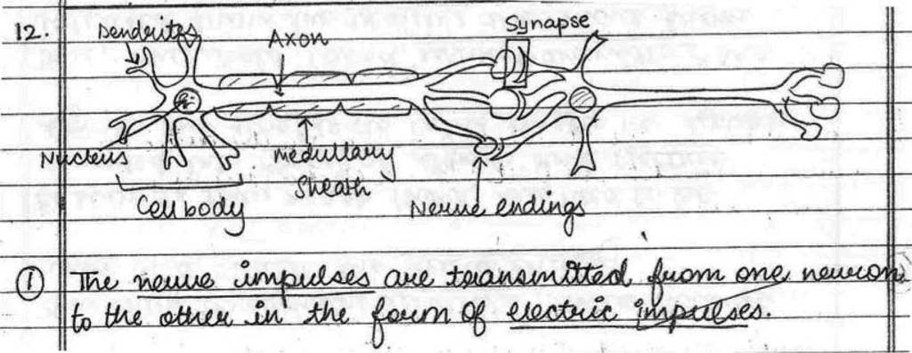 Science Topper`s Answer Sheet - 2019, Class 10