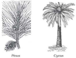 Diversity in Living Organisms Summary Class 9 Science