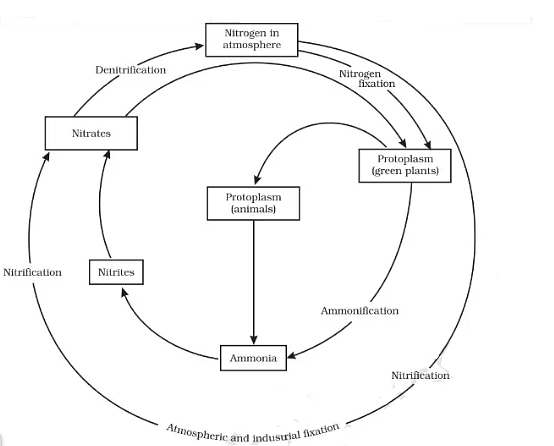 Nitrogen Cycle