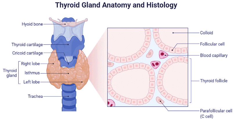 Endocrine System Chapter Notes | Science Olympiad Class 8
