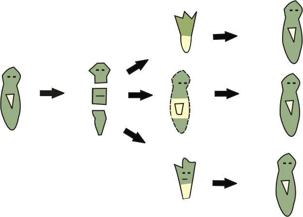 Regeneration in Planaria