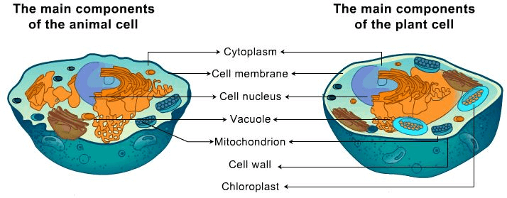 Theory - To Prepare Stained Temporary Mount of Onion Peel, Biology, Science, Class 9 | Science Class 9