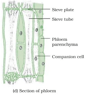 Tissues Summary Class 9 Science Chapter 6