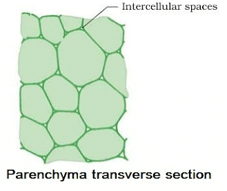 Tissues Summary Class 9 Science Chapter 6