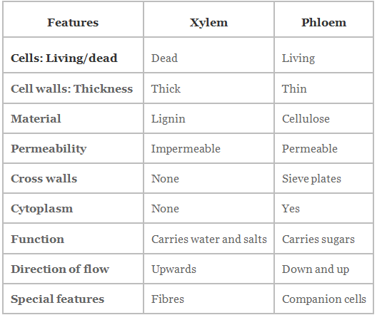 Tissues Summary Class 9 Science Chapter 6