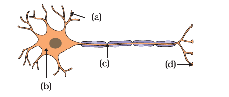 NCERT Exemplar: Control & Coordination | Science Class 10