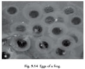 Class 4 Science Chapter 6 Question Answers - Reproduction in Animals