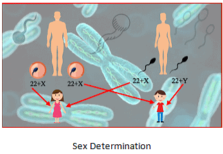 Reaching the Age of Adolescence Summary Class 8 NCERT Summary Chapter 7