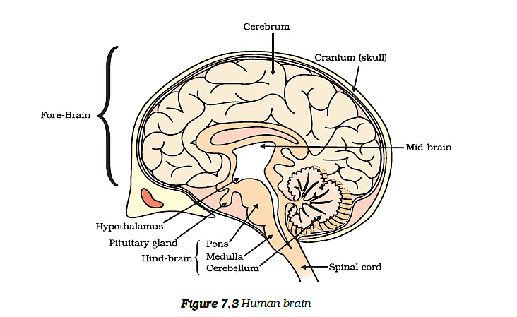 Class 10 Science Chapter 6 Previous Year Questions - Control and Coordination