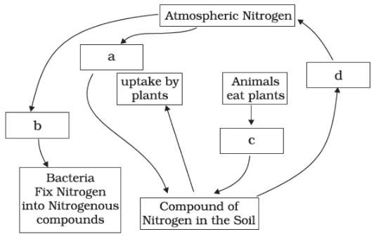 NCERT Exemplar Solutions: Microorganisms : Friend or Foe | Science Class 8