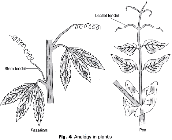 Lab Manual: Homology and Analogy of Plants and Animals - Class 10