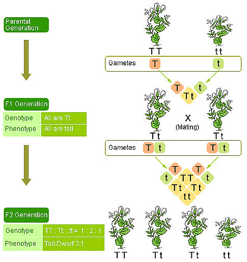 Class 10 Science Chapter 8 Previous Year Questions - Heredity and Evolution