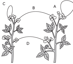 Class 10 Science Chapter 7 Previous Year Questions - How do Organisms Reproduce?