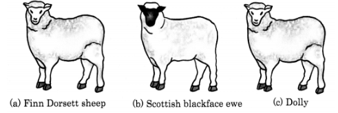 Cloning