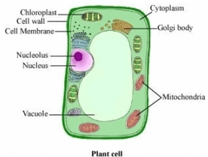 Lakhmir Singh & Manjit Kaur: Cell Structure and Functions- 3 | Lakhmir Singh & Manjit Kaur Solutions: Class 8 Science
