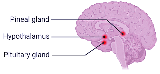 Endocrine System Chapter Notes | Science Olympiad Class 8