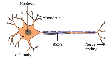 Neuron